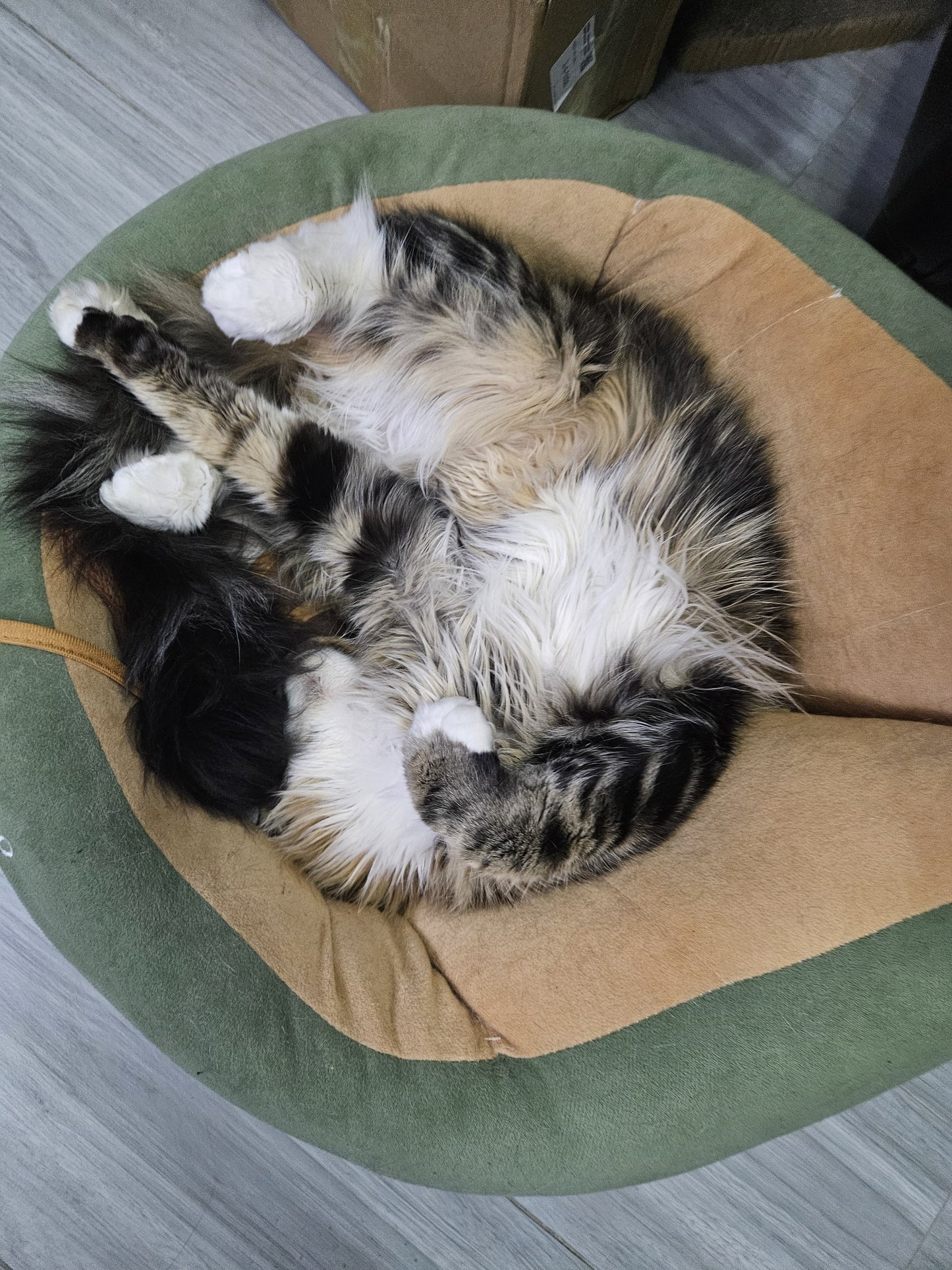 Fruit Cat Bed